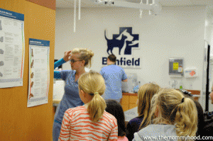 banfield_animal_hospital