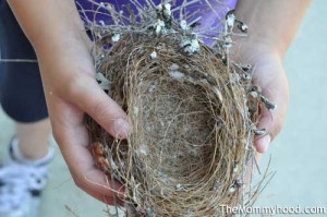 birds_nest